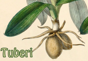 Tuberi